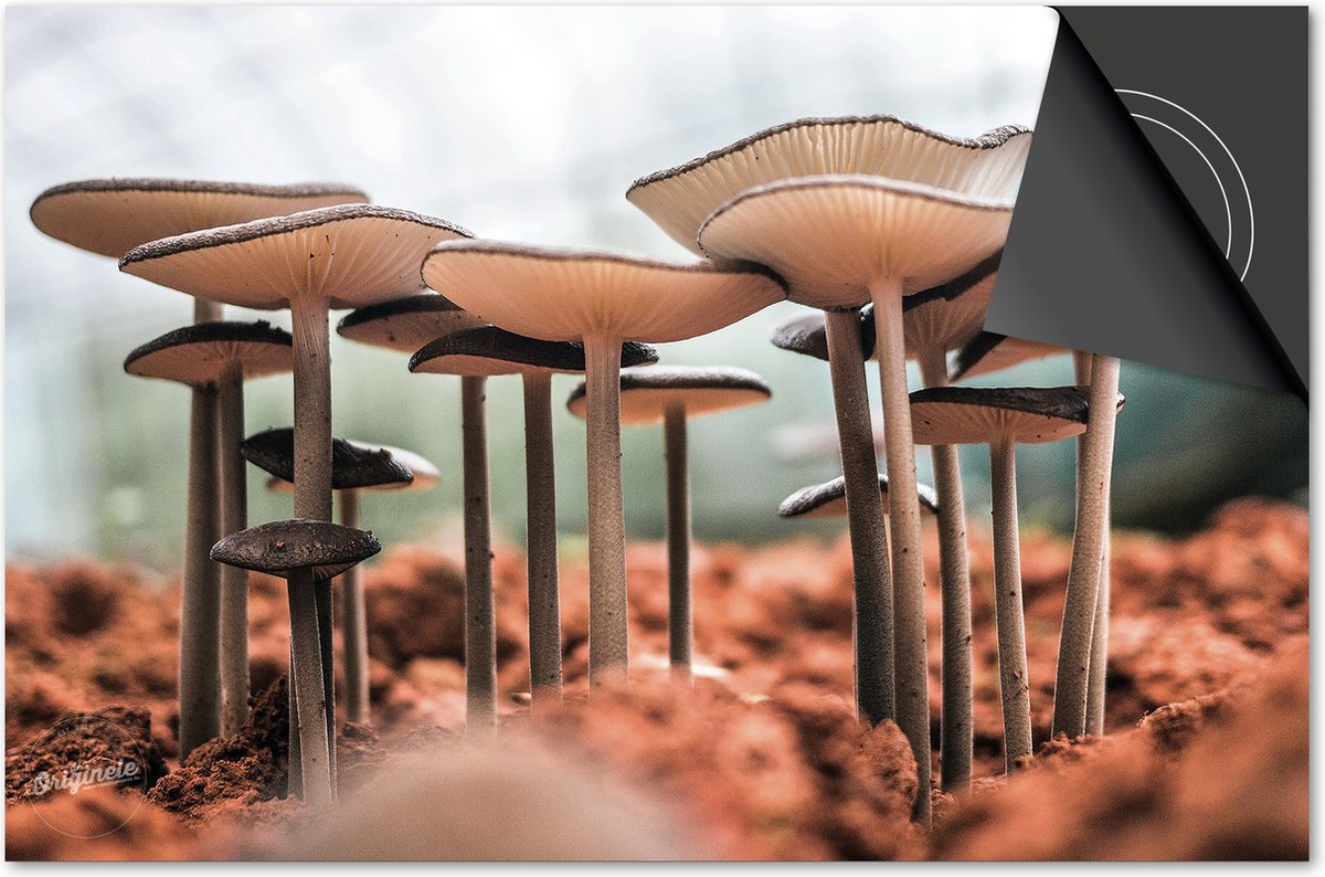 Inductie beschermer 76x51,5 - afdekplaat inductie mat - Dietrix Kookplaat beschermer - Exclusief - Herfst - Paddenstoelen