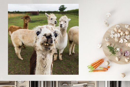 KitchenYeah® Inductie beschermer 78x78 cm - Lama - Selfie - Gras - Kookplaataccessoires - Afdekplaat voor kookplaat - Inductiebeschermer - Inductiemat - Inductieplaat mat