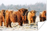 Schotse hooglanders op een winterochtend poster papier 90x60 cm - Foto print op Poster (wanddecoratie woonkamer / slaapkamer) / Wilde dieren Poster