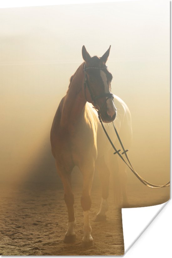 Poster - Paard in het oranje ochtendlicht
