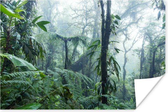 Poster Een mistig regenwoud in Costa Rica - 30x20 cm