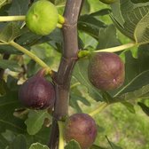 Garden Select - Set de 3 Ficus carica 'Brown Turkey' - Pot ⌀9cm - Hauteur 25-40cm - Figuiers - Rustique - Portant des fruits