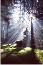 WallClassics - Poster (Mat) - Zon Schijnt door Bomen - 40x60 cm Foto op Posterpapier met een Matte look