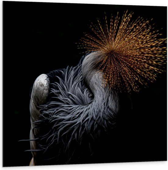 WallClassics - Dibond - Grijze Kroonkraanvogel op Zwarte Achtergrond - 100x100 cm Foto op Aluminium (Wanddecoratie van metaal)