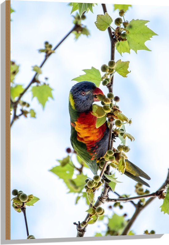 WallClassics - Hout - Lori Vogel in de Boom - 60x90 cm - 9 mm dik - Foto op Hout (Met Ophangsysteem)