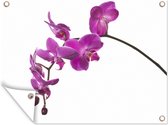 Muurdecoratie buiten Orchidee tegen witte achtergrond - 160x120 cm - Tuindoek - Buitenposter