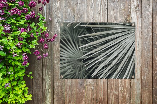 Tableau jardin Feuilles - Vert - Palmier - 80x60 cm - Poster jardin