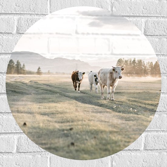 Muursticker Cirkel - Trio van Koeien Lopend door Gras Landschap onder aan Berg - 60x60 cm Foto op Muursticker
