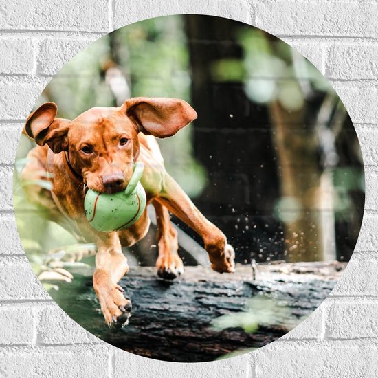 Muursticker Cirkel - Spelende Hond met Bal bij Boomstam in Bos - 60x60 cm Foto op Muursticker