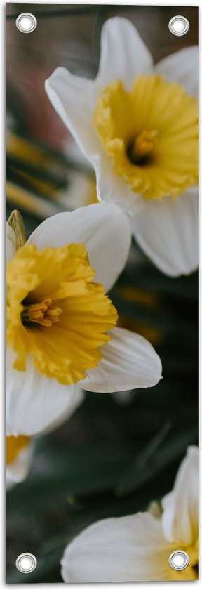 WallClassics - Tuinposter – Multiflora Narcis Bloem in het Wit/Geel - 20x60 cm Foto op Tuinposter (wanddecoratie voor buiten en binnen)