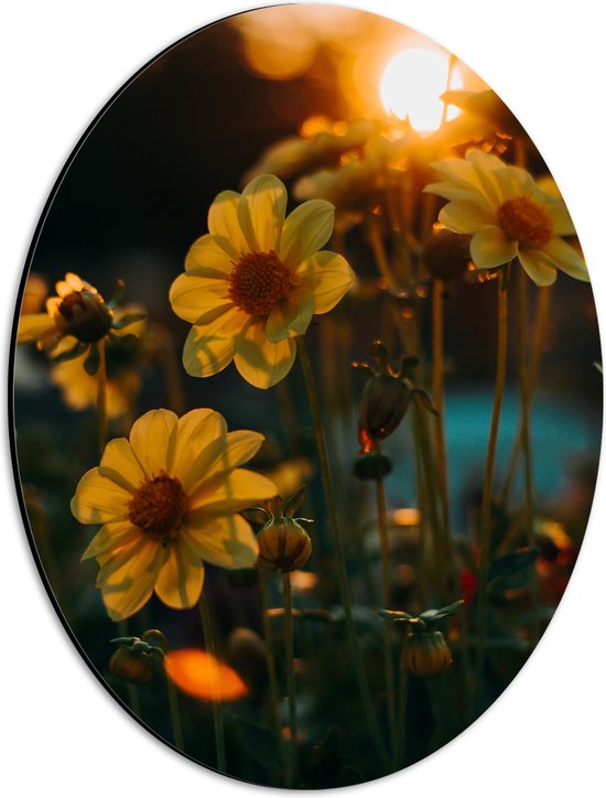 Dibond Ovaal - Zonsondergang achter Gele Kleine Bloemen - 30x40 cm Foto op Ovaal (Met Ophangsysteem)