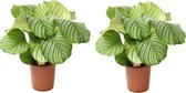 Plant in a Box - Calathea Orbifolia - Set van 2 kamerplanten - Pauwenplant - Pot 21cm - Hoogte 55-60cm