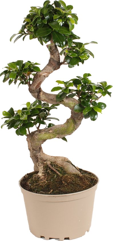 Plant in a Box - Ficus Ginseng S-Shape - Japanse Bonsai kamerplant - Pot 20cm - Hoogte 55-65cm