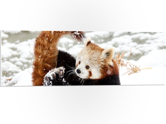 WallClassics - PVC Schuimplaat - Kleine Rode Panda in de Sneeuw - 90x30 cm Foto op PVC Schuimplaat (Met Ophangsysteem)