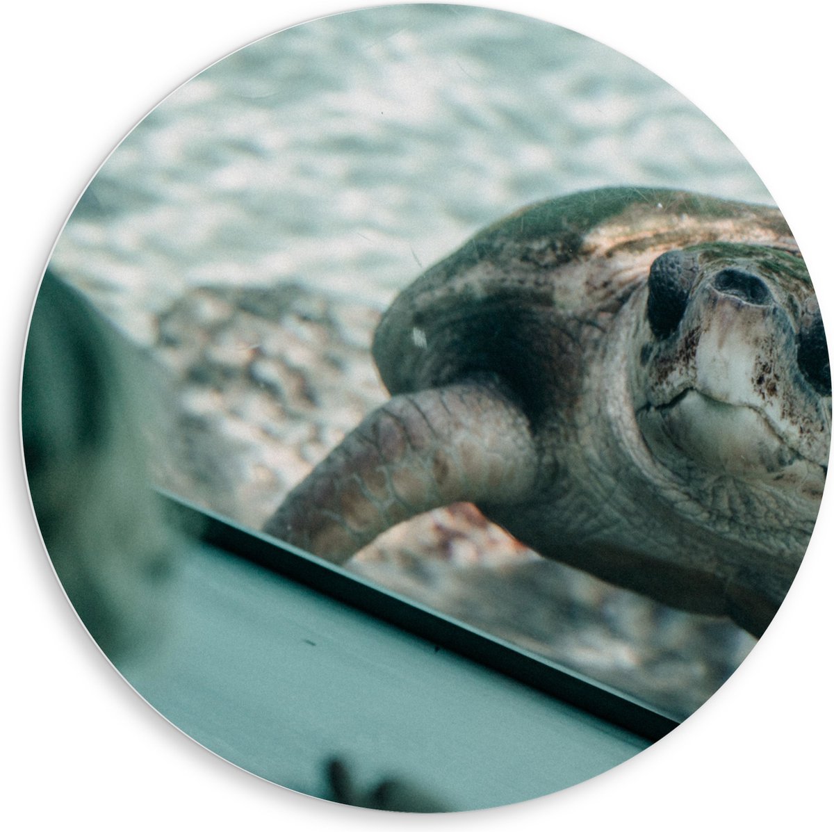 PVC Schuimplaat Muurcirkel - Grote Schildpad achter Glas in Aquarium - 80x80 cm Foto op Muurcirkel (met ophangsysteem)