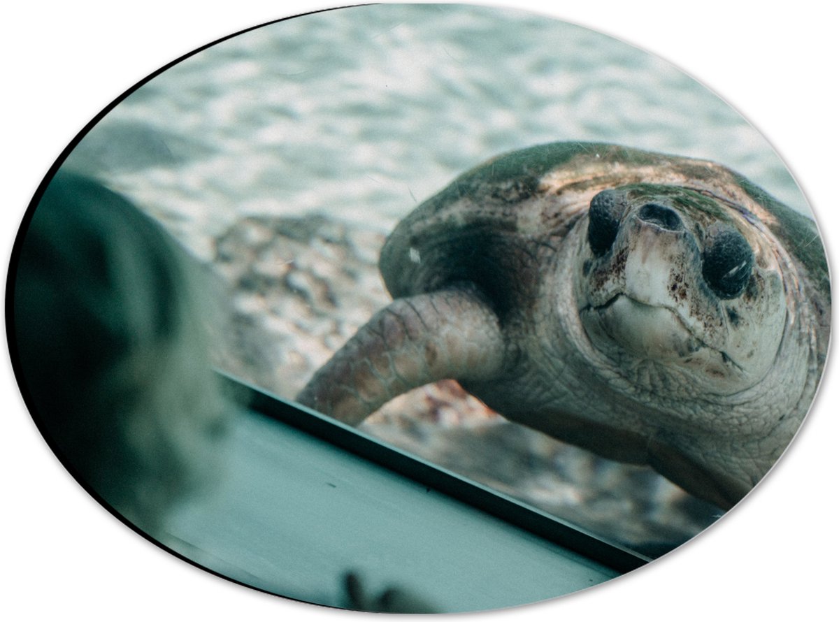 Dibond Ovaal - Grote Schildpad achter Glas in Aquarium - 28x21 cm Foto op Ovaal (Met Ophangsysteem)