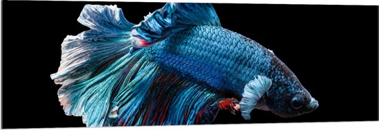 WallClassics - Acrylglas - Blauwe Kempvis met Zwarte Achtergrond - 150x50 cm Foto op Acrylglas (Met Ophangsysteem)