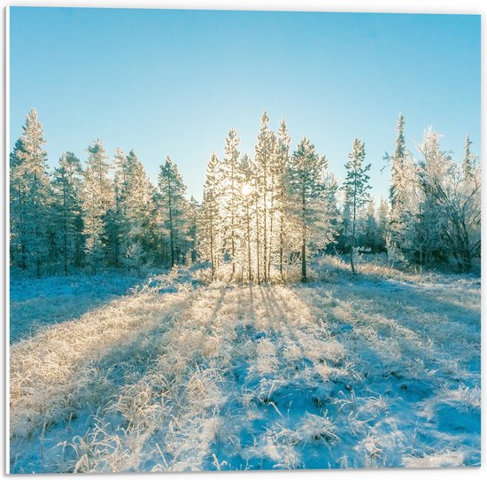 PVC Schuimplaat- Ochtend Zonnestralen over Wit Sneeuwlandschap - 50x50 cm Foto op PVC Schuimplaat