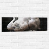 WallClassics - Muursticker - Witte Kaketoe Liggend op Stok - 90x30 cm Foto op Muursticker