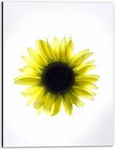 Dibond - Biovenaanzicht van een Gele Zonnebloem met Witte Ondergrond - 30x40 cm Foto op Aluminium (Met Ophangsysteem)