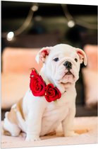 Acrylglas - Aandoenlijke Engelse Bulldog Puppy met Rozen - 100x150 cm Foto op Acrylglas (Met Ophangsysteem)