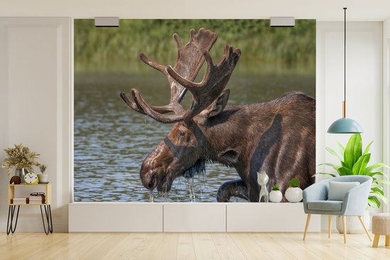 Papier peint photo peint photo vinyle - Elk couché dans l'eau largeur 275 cm x hauteur 220 cm - Tirage photo sur papier peint (disponible en 7 tailles)