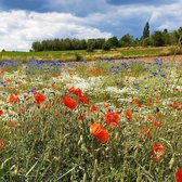 MRS Seeds & Mixtures Fleurs des champs A6 - Mélange de fleurs indigènes annuelles - Attire les insectes utiles - Stimule la biodiversité - Pour prairies fleuries et bordures de champs