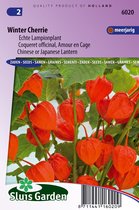 Sluis Garden - Lampionplant Winter Cherrie (Physalis)