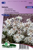 Sluis Garden - Alpen-Edelweiss