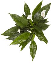 The Green Corner - Spathiphyllum Vivaldi - Hoogte 70cm - Diameter 17cm