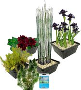 vdvelde.com - Waterplanten Pakket - S - Zwart - Voor 100 - 500 L - 4 groepen waterplanten - Plaatsing: -1 tot -100 cm