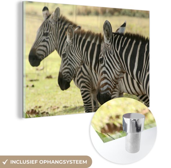 MuchoWow® Glasschilderij 30x20 cm - Schilderij acrylglas - Drie prachtige zebra's op een rij in het Calauit Island Wildlife Sanctuary - Foto op glas - Schilderijen