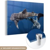 MuchoWow® Glasschilderij 90x60 cm - Schilderij acrylglas - Twee walvishaaien - Foto op glas - Schilderijen