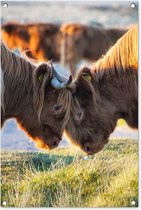 Tuinposters buiten Schotse Hooglanders - Dieren - Zon - 60x90 cm - Tuindoek - Buitenposter