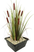 vdvelde.com - Lisdodde - 4 stuks - Typha Latifolia - Waterplant - Volgroeide hoogte: 120 cm - Plaatsing: -1 tot -20 cm