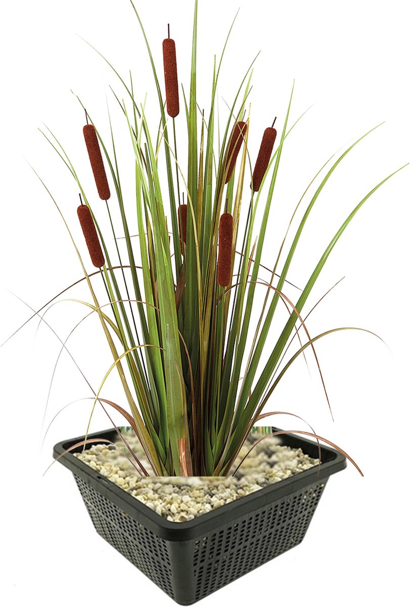 vdvelde.com - Lisdodde vijverplantenset (Typha Latifolia) - Sierlijke oeverplant - Winterhard - Inheems - Vogelvriendelijk - 4 planten met vijvermand, klei, substraat & voeding