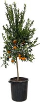 Fruitboom – Sinaasappelboom (Citrus Mandarin) – Hoogte: 200 cm – van Botanicly
