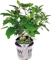 Plant in a Box - Hydrangea Strong Annabelle - Hortensia - Sterke Winterharde Bladverliezende Heester - Pot 19cm - Hoogte 30-40cm