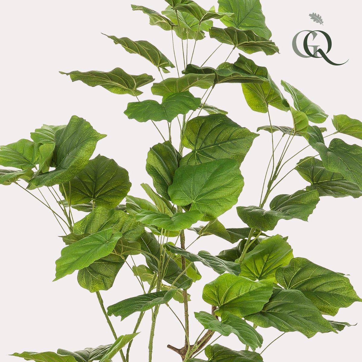 Kunstplant - Ficus umbellate - Afrikaanse vijg