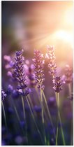 Poster 80x160 cm - Lavendelbloemen - Paars - Zonlicht - Posters - Kamer decoratie - Wanddecoratie woonkamer - Muurdecoratie slaapkamer