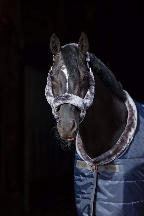 Zwart paard met wit bles en grijs bont halster, draagt een marineblauwe deken.