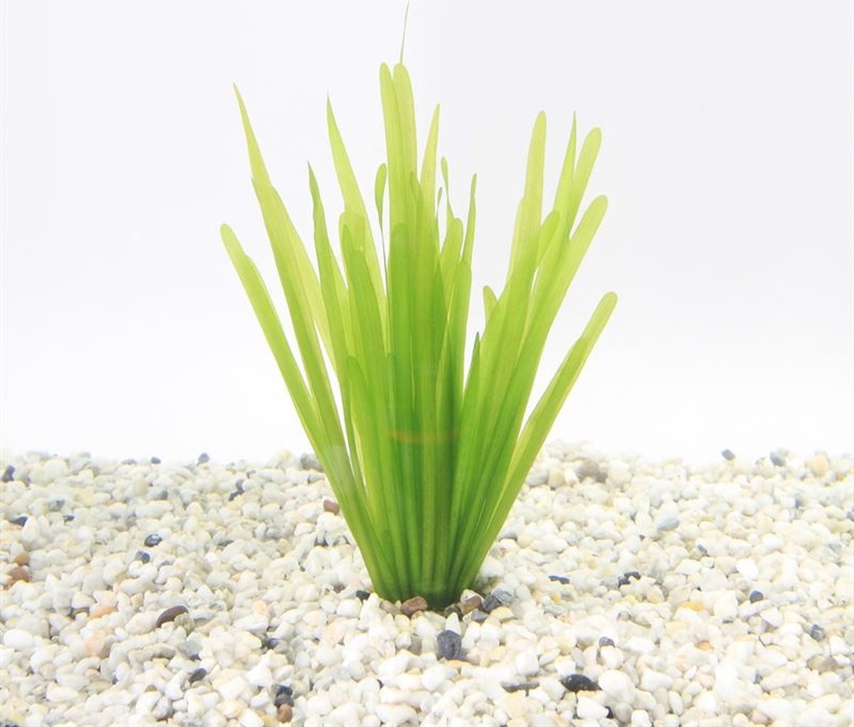 Aquafleur Vallisneria Spiralis | Rechte Vallisneria | In Terracotta Ring