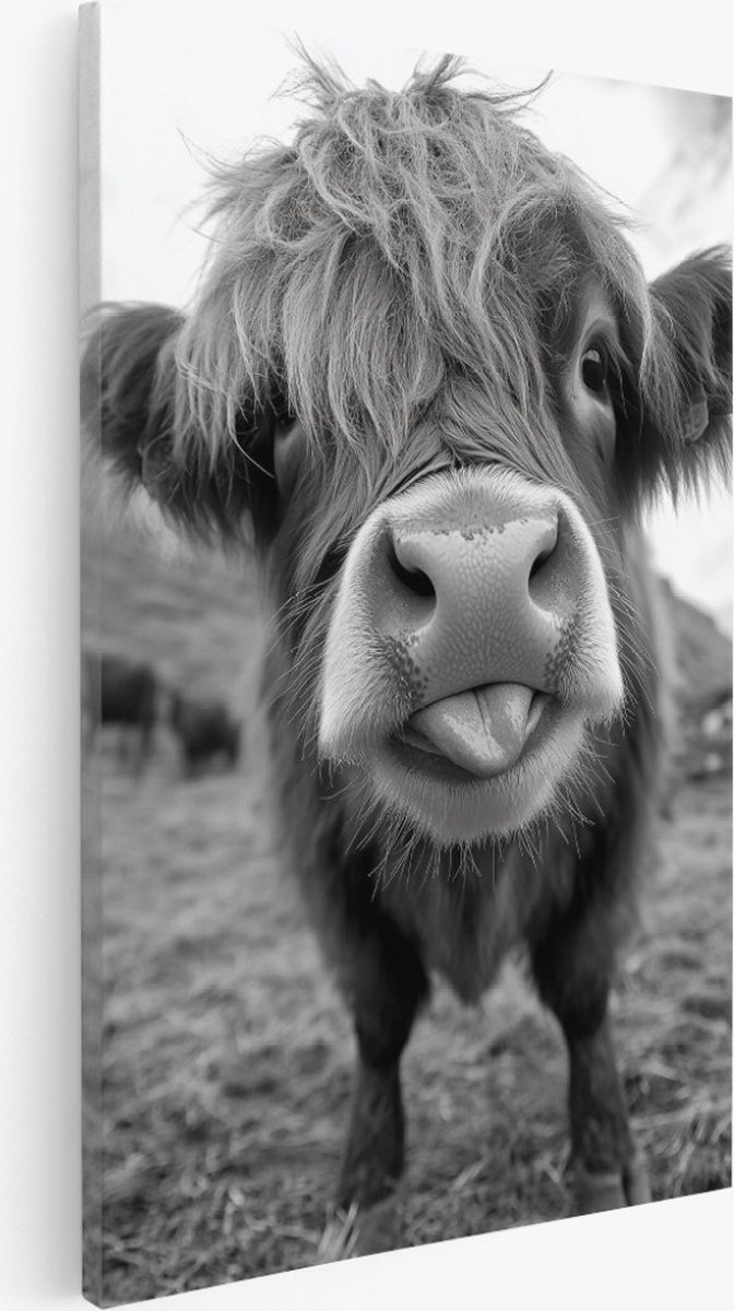 Saammp Canvas Schilderij - Schotse Hooglander Koe steekt ze tong uit - Natuur - Dieren - 60x90 - Foto op canvas - Wanddecoratie - Muurdecoratie Woonkamer - Slaapkamer decoratie - Canvas Print Multicolor