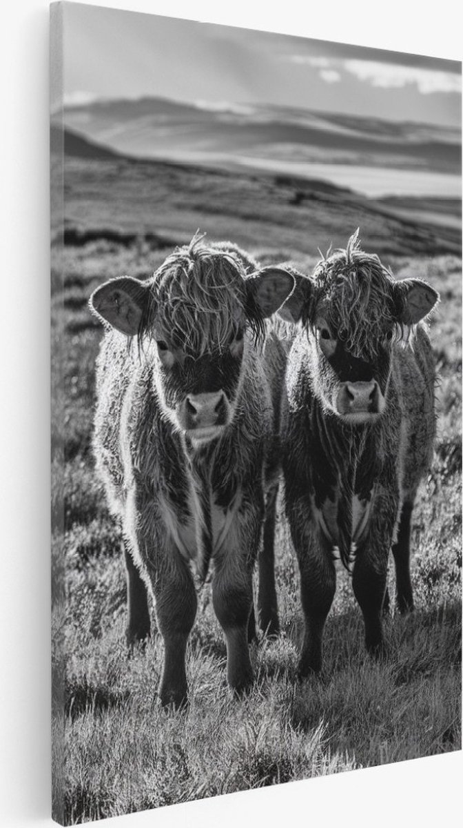 Saammp Canvas Schilderij - 2 Jonge schotse hooglander koeien - Natuur - Dieren - 50x70 - Foto op canvas - Wanddecoratie - Muurdecoratie Woonkamer - Slaapkamer decoratie - Canvas Print Multicolor