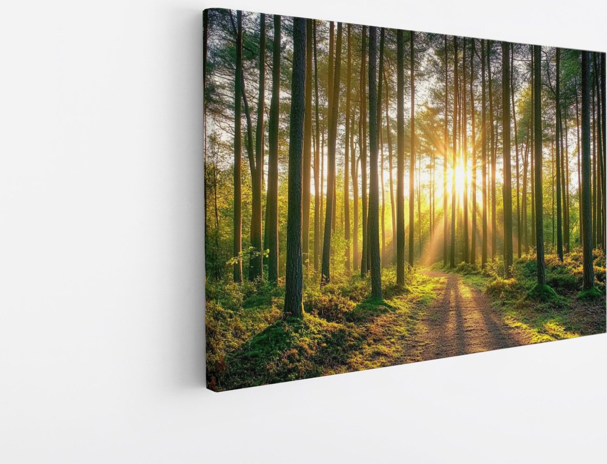 Saammp Canvas Schilderij - Zon tussen de hoge bomen - Natuur - Landschap - 100x75 - Foto op canvas - Wanddecoratie - Muurdecoratie Woonkamer - Slaapkamer decoratie - Canvas Print Multicolor
