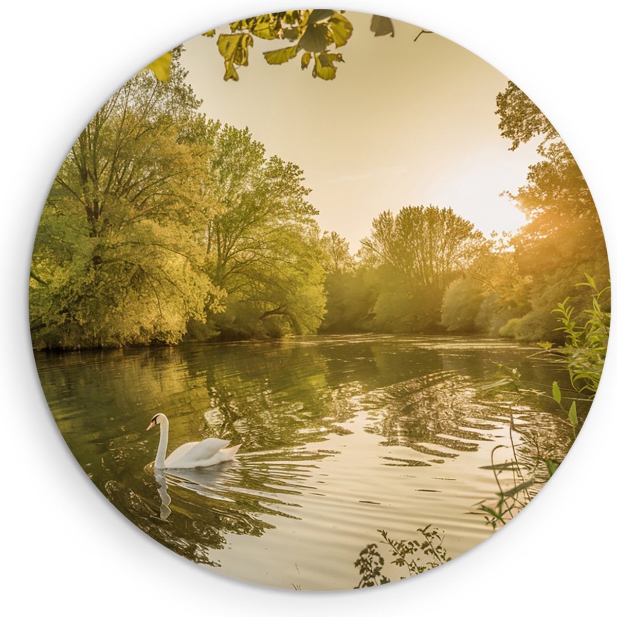 Saammp Forex Muurcirkel - Zwaan in zonsondergang - Natuur - Dieren - Ø 70 - Wandcirkel - Wanddecoratie Cirkel - Muurdecoratie Woonkamer - Slaapkamer decoratie - Rond Schilderij