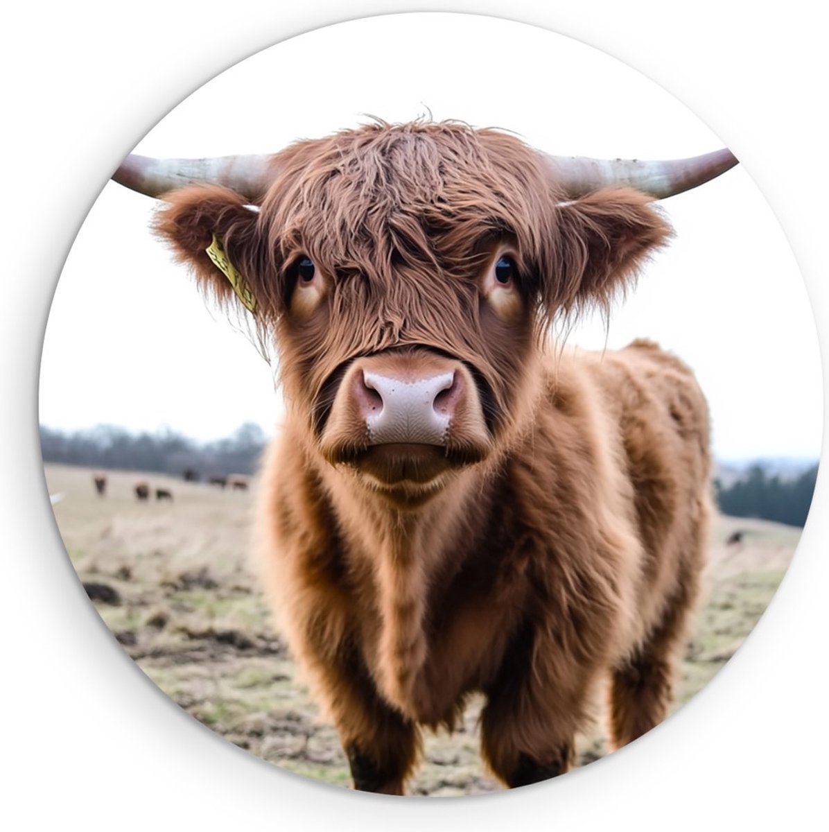 Saammp Muurcirkel Hout Schotse Hooglander Koe op de heuvels - Dieren - Natuur - Ø 40 - Wandcirkel - Wanddecoratie Cirkel - muurdecoratie Woonkamer - Slaapkamer decoratie - Rond Schilderij