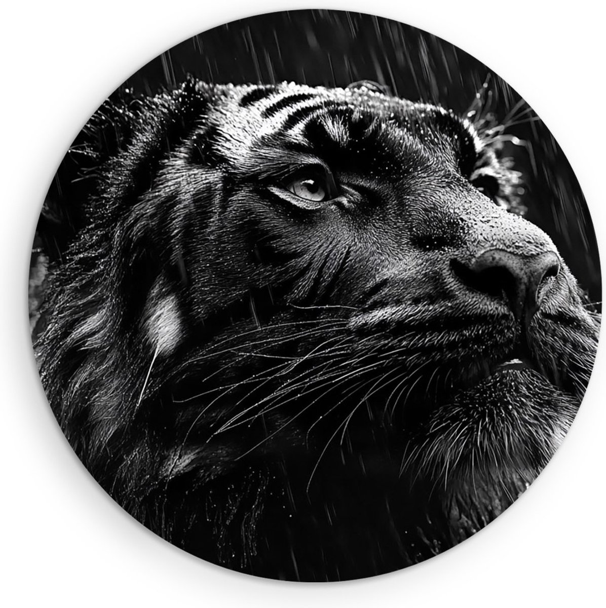 Saammp Forex Muurcirkel - Tijger in de regen - portret - Natuur - Dieren - Ø 70 - Wandcirkel - Wanddecoratie Cirkel - muurdecoratie Woonkamer - Slaapkamer decoratie - Rond Schilderij