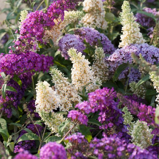 Een mix van witte, paarse en roze bloempluimen van vlinderstruiken.