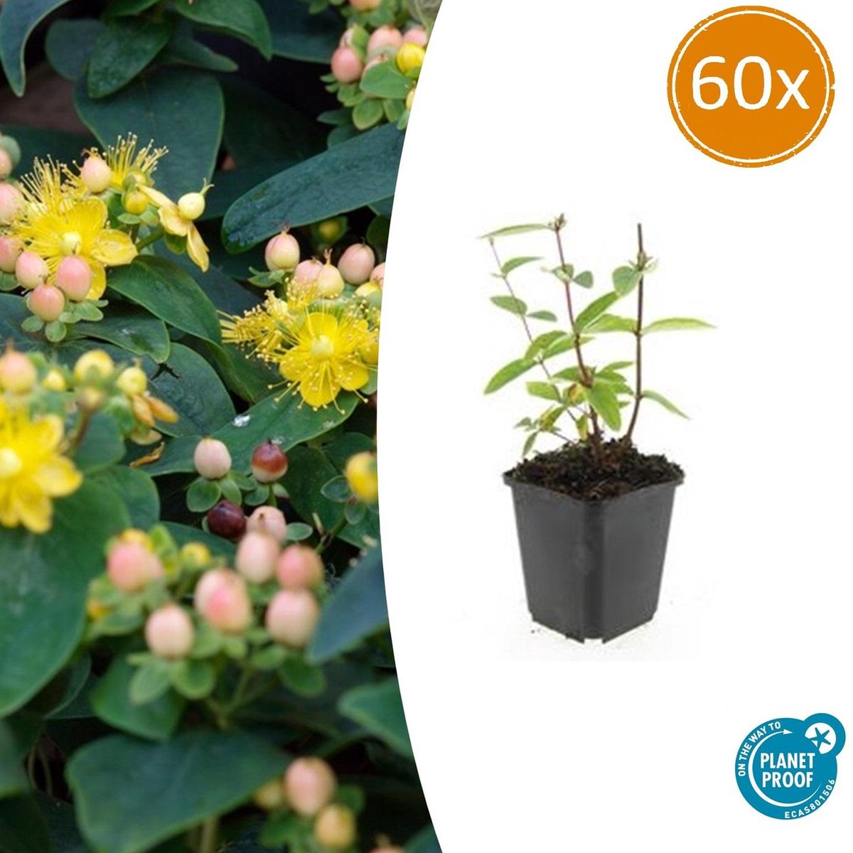 Tuinplantenshop.com | Hypericum inodorum 'Annebel' | 60 stuks - Ø9cm - 10-25cm hoog - Tuinplant